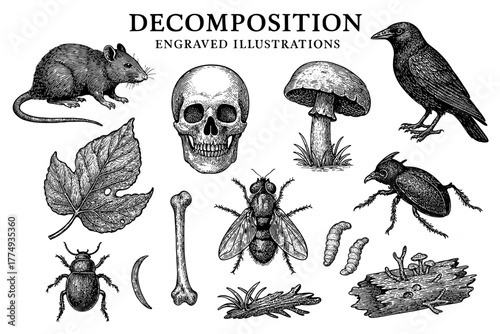 Exploring the intricate beauty of decomposition through engraved illustrations showcasing nature's cycle