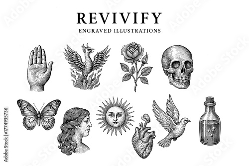 Engraved illustrations showcasing diverse symbols of life, death, and transformation in a stunning vector art bundle