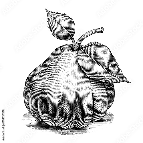 Engraved illustration of a ripe squash with detailed textures and leaves in a vintage design style