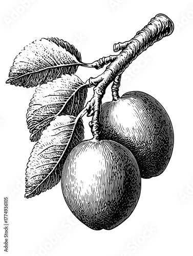 Engraved illustration of two plums hanging from a branch with leaves in a detailed vector art style