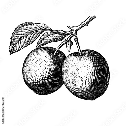 Engraved illustration of two plump plums with detailed leaves showcasing natural beauty and classic art style