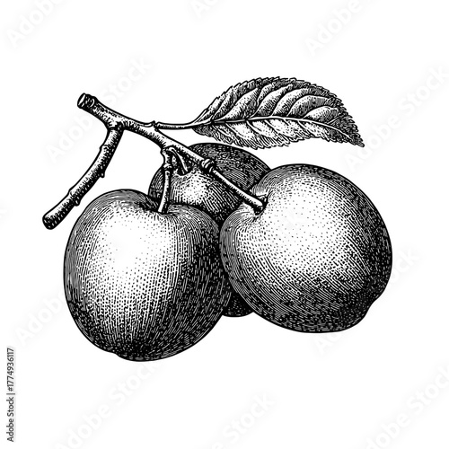 Engraved vector illustration of plump fruits with detailed leaves showcasing nature's beauty and simplicity