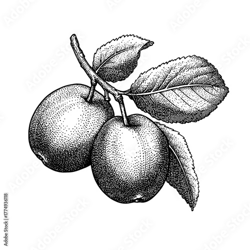 Engraved illustration showing two ripe plums hanging from a branch with leaves in an elegant design suitable for various artistic projects
