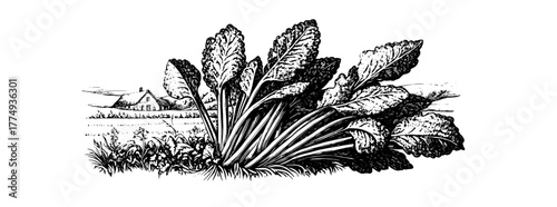 Engraved illustration of lush leafy greens in a serene rural landscape with a quaint cottage in the background