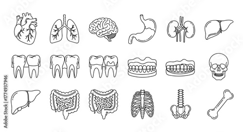 Collection of thin line icons representing internal human organs, teeth, and bones, including heart, lungs, brain, stomach, kidneys, liver, intestines, rib cage, spine, skull, teeth, and a bone