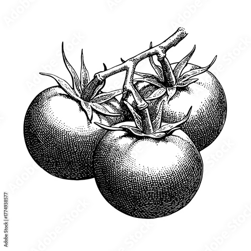 Engraved illustration of three ripe tomatoes on a vine showcasing intricate details in a vintage style