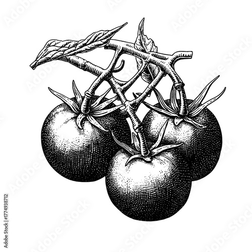 Engraved illustration of a cluster of ripe tomatoes with leaves showcasing nature's beauty in a vintage style