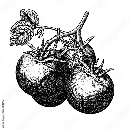 Engraved illustration of ripe tomatoes with intricate leaf details for artistic inspiration and design projects