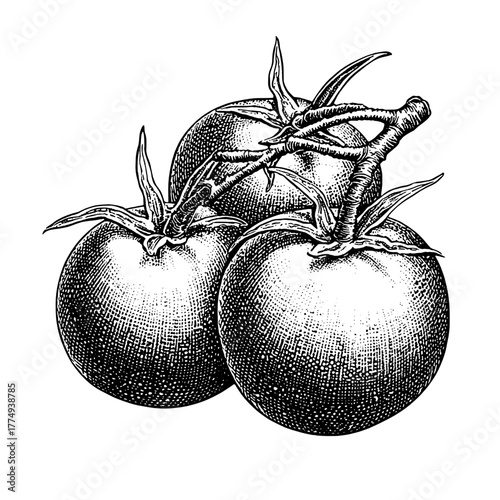 Engraved illustration of three ripe tomatoes on a vine showcasing vintage botanical art and craftsmanship