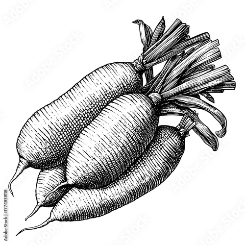 Engraved illustration of fresh radishes showcasing their intricate details and natural beauty in a charming arrangement