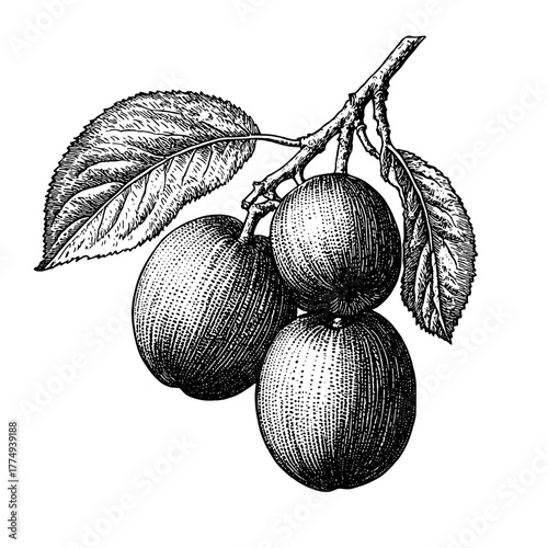 Engraved illustration of ripe plums hanging from branches with detailed leaves in black and white