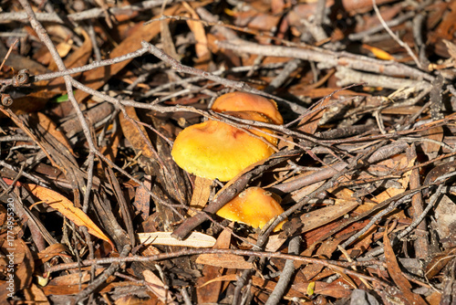 Yellow capped mushrooms among the leaf litter on the forest floor, Cradle Mountain - Lake St Clair National Park, Tasmania, Australia