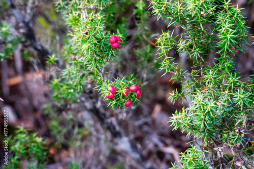 Coastal pinkberry or crimson berry or pink mountain berry shrub (leptecophylla oxycedrus) with ripe berries, Cradle Mountain - Lake St Clair National Park, Tasmania, Australia