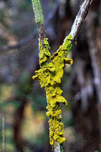 Lichenized fungi (xanthoria) on tree trunk, Cradle Mountain - Lake St Clair National Park, Tasmania, Australia