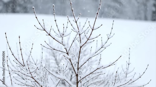 Beautiful winter scene with delicate tree branches covered in fresh white snow Serene cold weather footage showcasing natures peaceful beauty and falling snowflakes