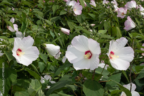 Fototapeta Naklejka Na Ścianę i Meble -  A trio of white Swamp Rose Mallow (Hibiscus moscheutos) flowers next to each other in a row. Many parts of this large, wetland plant are edible. 