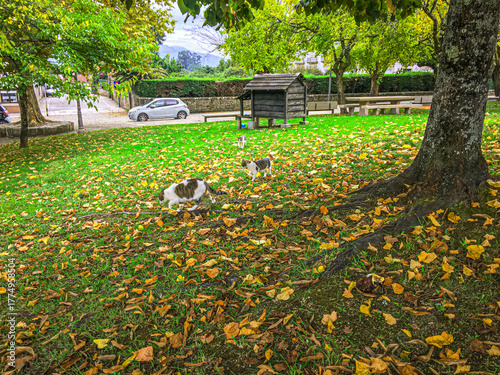 Two white, gray, and yellow cats walking alone in the garden