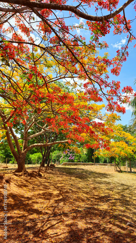 Naklejka premium Yellow and Orange Flamboyant Trees in Fiery Bloom Under the Tropical Sun