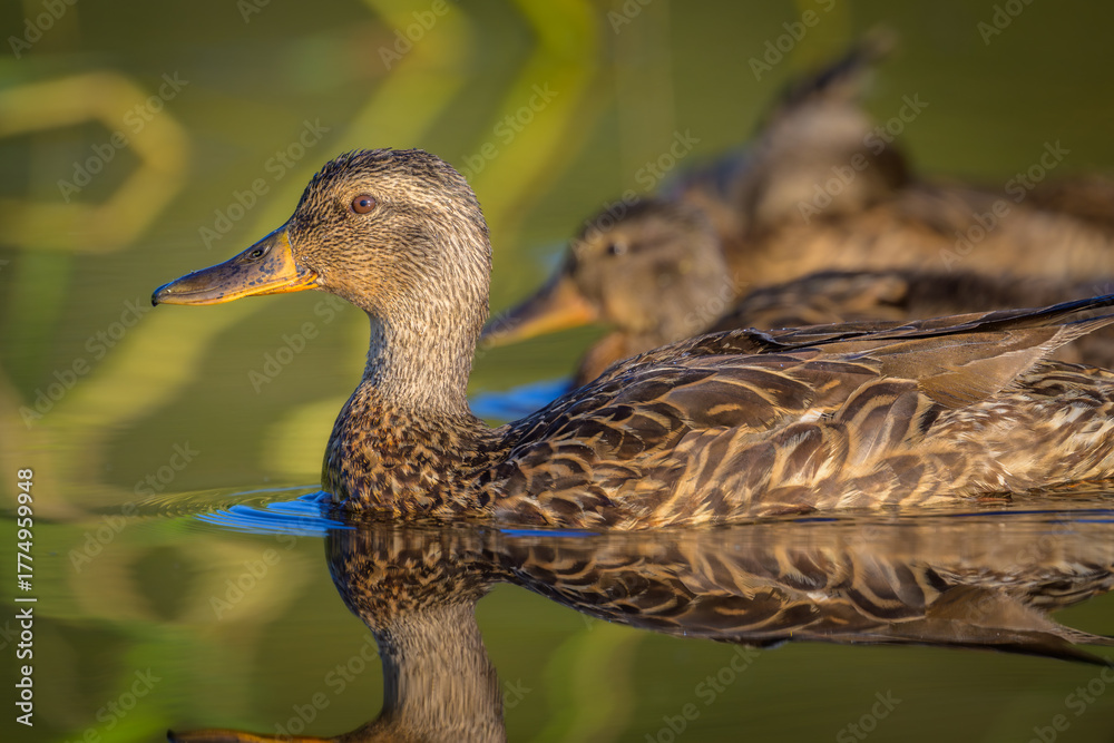 Fototapeta premium Mallard Ducks swimming in early morning light