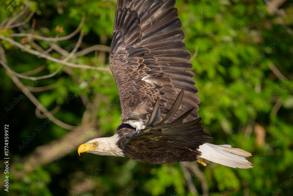 Obraz premium Eastern Kingbird riding on flying Bald Eagle 