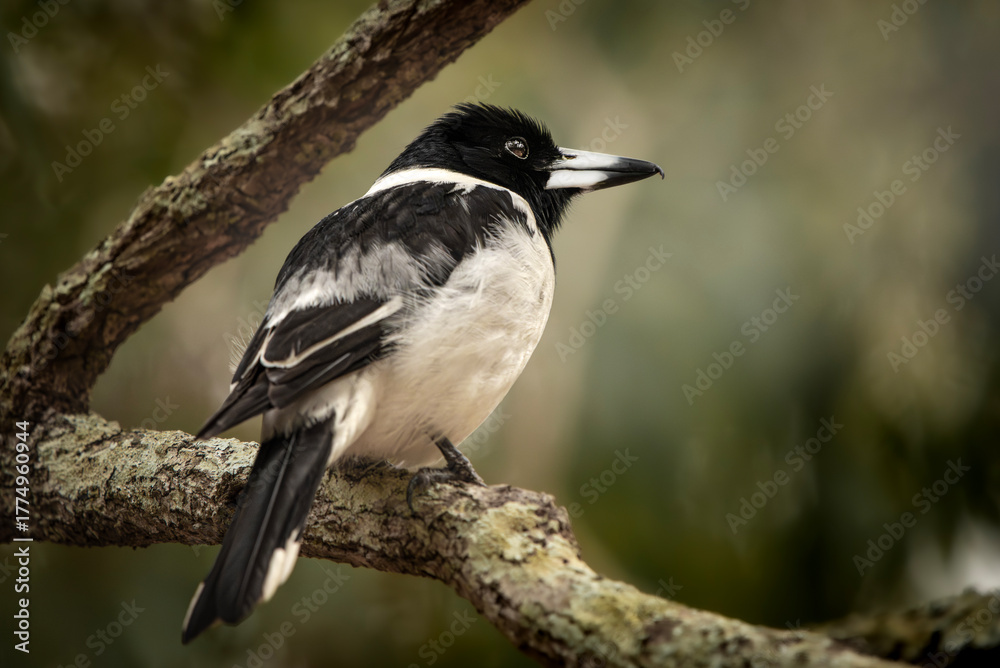 Obraz premium The pied butcherbird is a songbird native to Australia.
