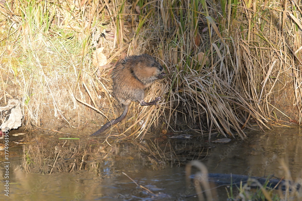 Fototapeta premium wild animal in the water, muskrat, muskrat in the pond, muskrats feed on vegetation, wild, wildlife, Canada, Alberta