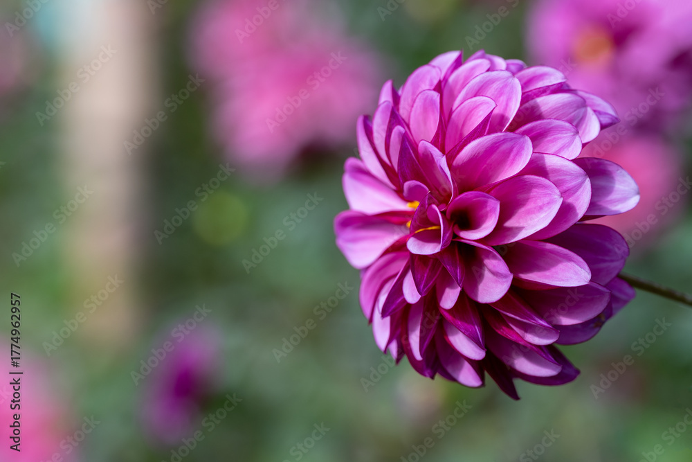 Obraz premium 鮮やかに咲くダリアの接写