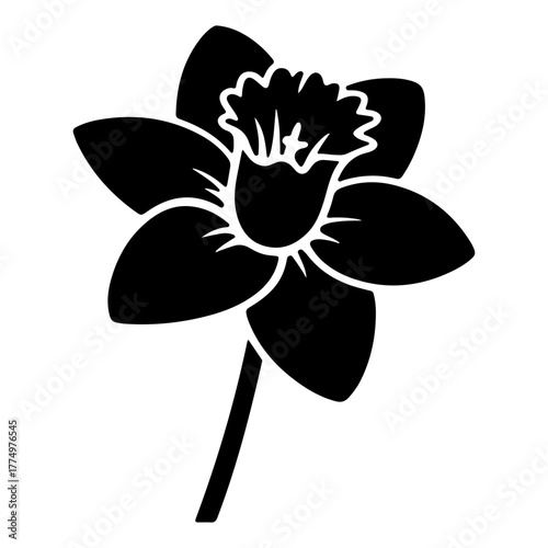 Black daffodil flower, a symbol of spring season