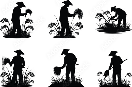 Traditional Asian farmers harvesting rice plants vector illustration showing rural agriculture work, countryside lifestyle, and manual farming process in fields.