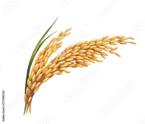 Rice Grain Plant Stem Agriculture Vector