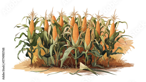 Corn field farm crop harvest agriculture plant food rural growth vector