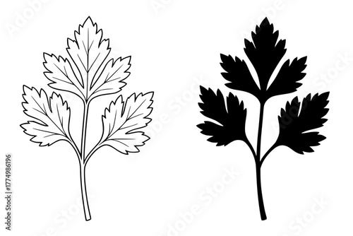 Celery Vector Illustration, Outline and Silhouette Versions