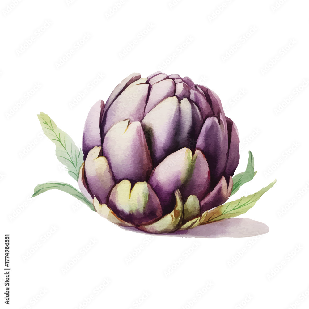 Obraz premium Artichoke Vector Watercolor Style Botanical Vegetable Food Healthy Ingredient