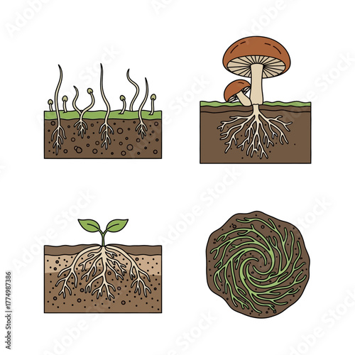Cross section of plant roots and fungi growth in soil layers.