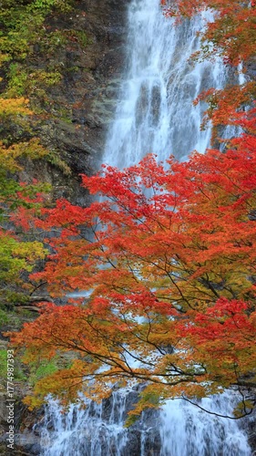 vertical video of waterfall in autumn forest