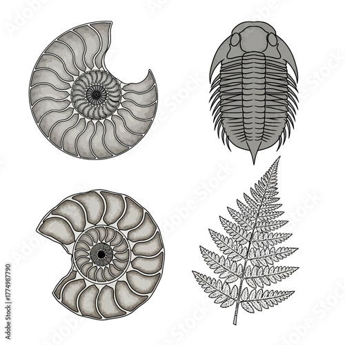 Fossil illustrations of ammonite, trilobite and fern leaf.