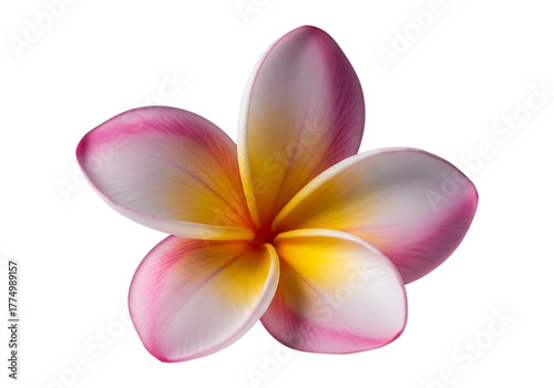 Pink and yellow plumeria flower isolated on transparent background