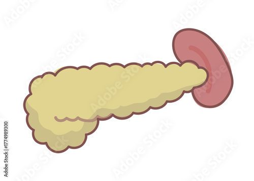 シンプルな膵臓と脾臓のイラスト