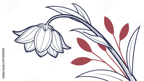 A line art illustration featuring a delicate bell-shaped flower with drooping petals on the left, alongside a stem with outlined leaves and reddish-brown elongated berries or buds on the right.
