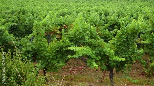 Grapes and vines from the south west of france