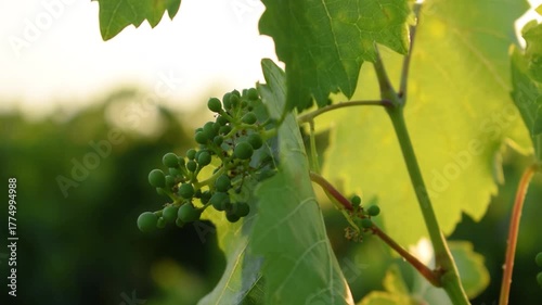 Grapes and vines from the south west of france