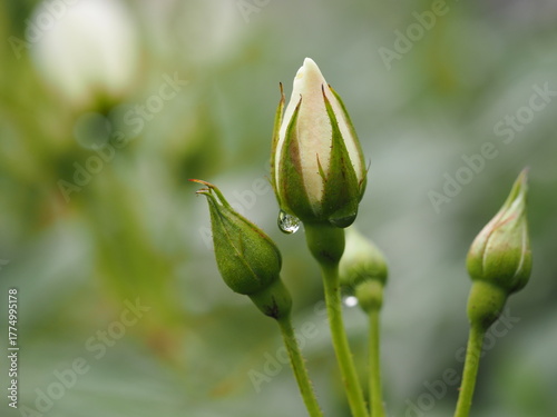 白いバラ　アイスバーグ　つぼみ