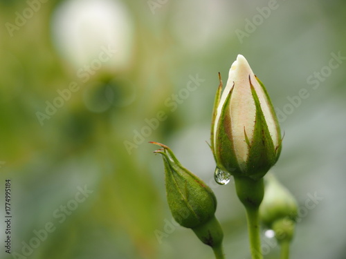 白いバラ　アイスバーグ　つぼみ