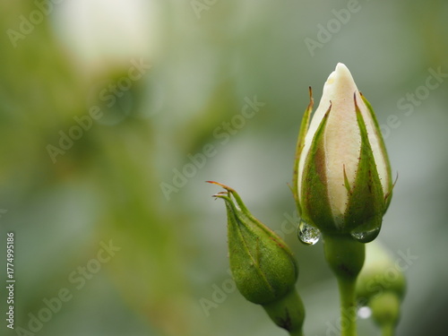 白いバラ　アイスバーグ　つぼみ