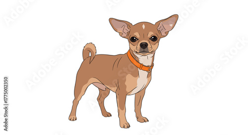 An adorable light brown Chihuahua dog with an orange collar stands attentively on a white background, looking directly at the viewer.