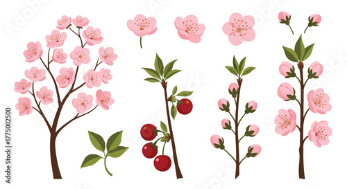 Cherry blossom life cycle with blooming flowers, delicate pink buds, ripe red fruits, and green leaves on branches, isolated on white.