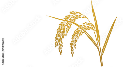 Stylized golden rice plants with mature grains, an illustration suitable for themes of harvest, agriculture, nutrition, and East Asian culture.