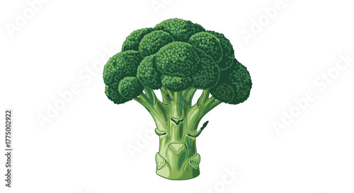 A detailed illustration of a single, fresh, green broccoli head with intricate florets and a sturdy stem, isolated on white.