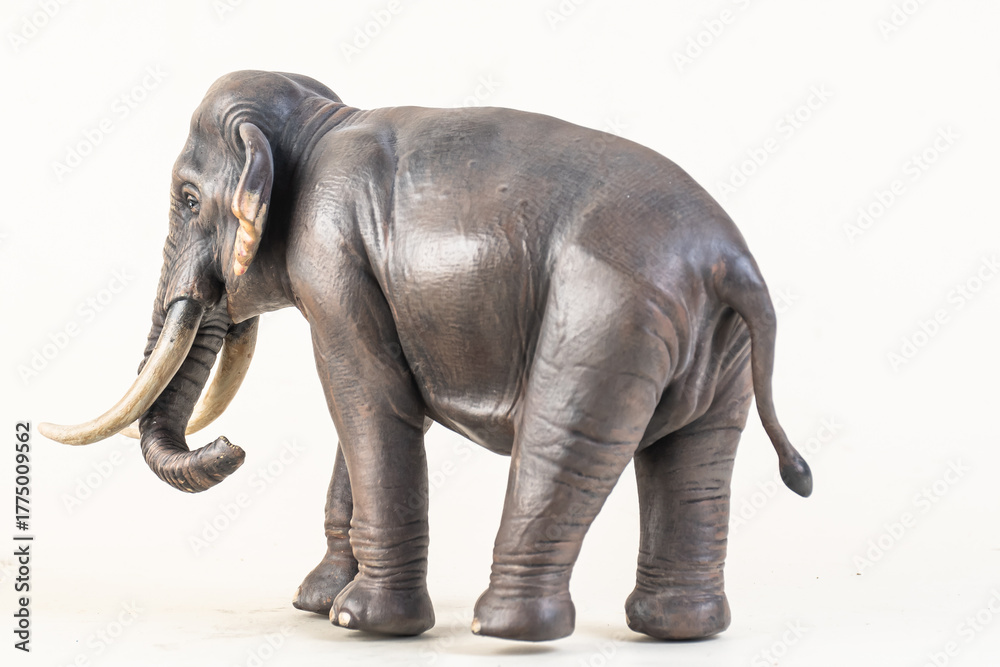 Obraz premium asian elephant on isolated background