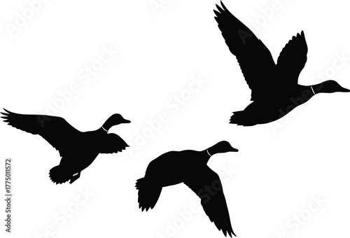 Three silhouette mallard ducks flying in formation against a white background symbolizing freedom and nature